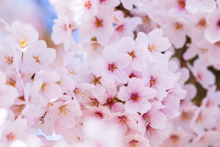 Yılın farklı zamanlarında hanami: Tayland'dan Avustralya'ya 6 destinasyon