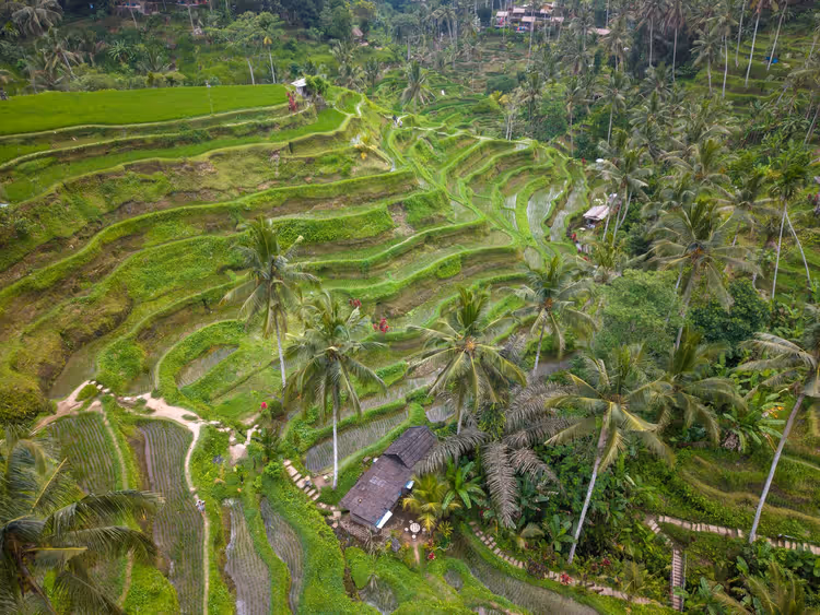 Risterrasser i Ubud med palmer på Bali