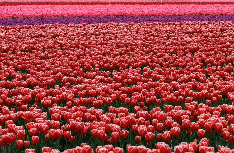 Reihen roter, violetter und rosafarbener Tulpen auf einem Feld