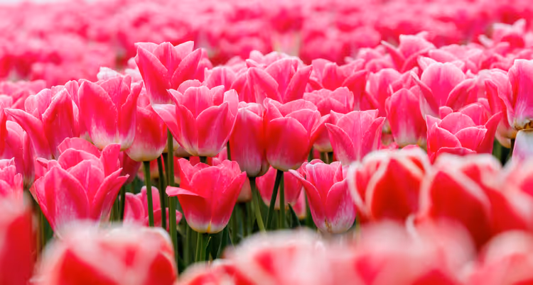 Rosa Tulpen in dichter Blüte als Nahaufnahme