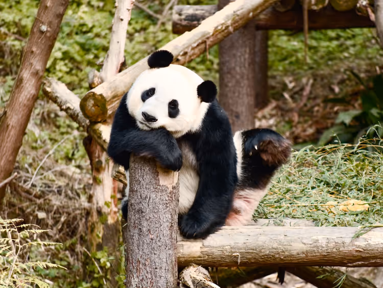 Großer Panda, der auf einem Baumstamm im Grünen ruht
