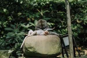 Hvor mye koster det å besøke Monkey Forest i Ubud, og hva du ikke bør gjøre i helligdommen