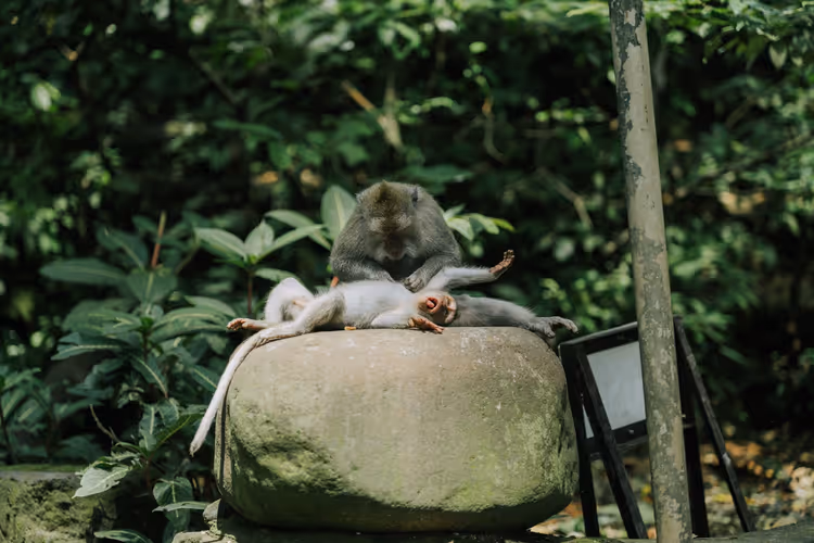 Wat kost een bezoek aan het Monkey Forest in Ubud en wat je beter niet doet in het heiligdom