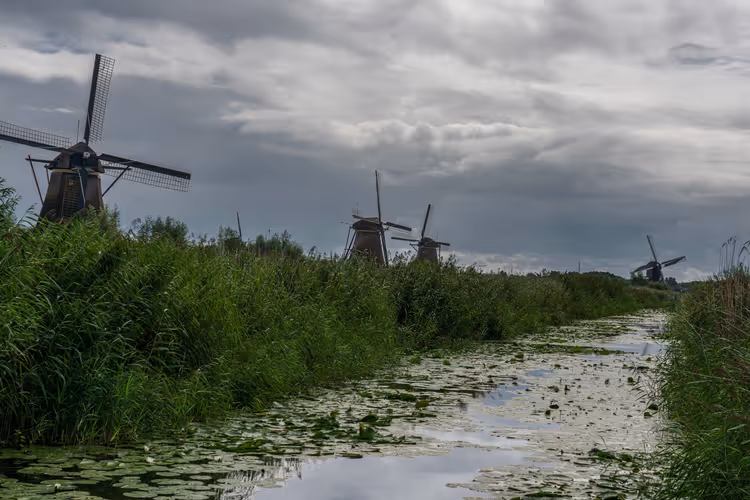 Traditionella väderkvarnar vid en kanal i Kinderdijk