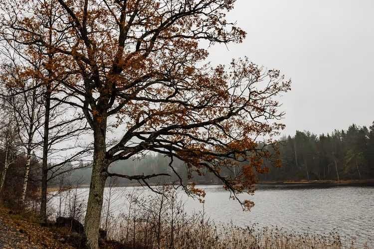 See und Herbstwald bei Stockholm