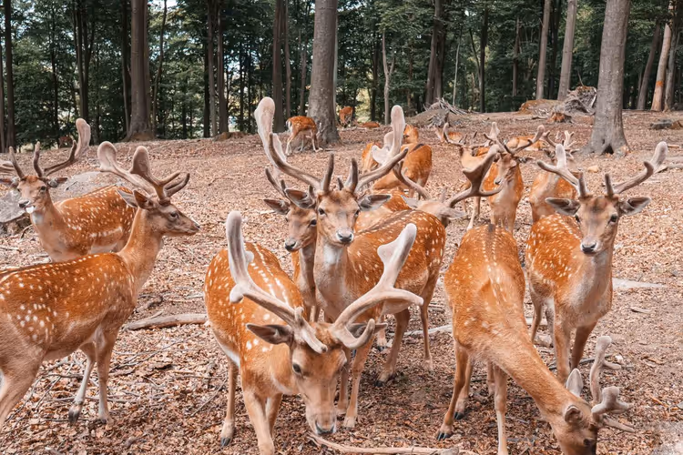 Herten in het bosrijke park Dyrehaven