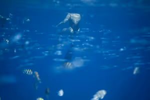 Nageur en snorkeling près de la surface dans une eau bleu profond au-dessus de poissons tropicaux rayés, vu d'en dessous