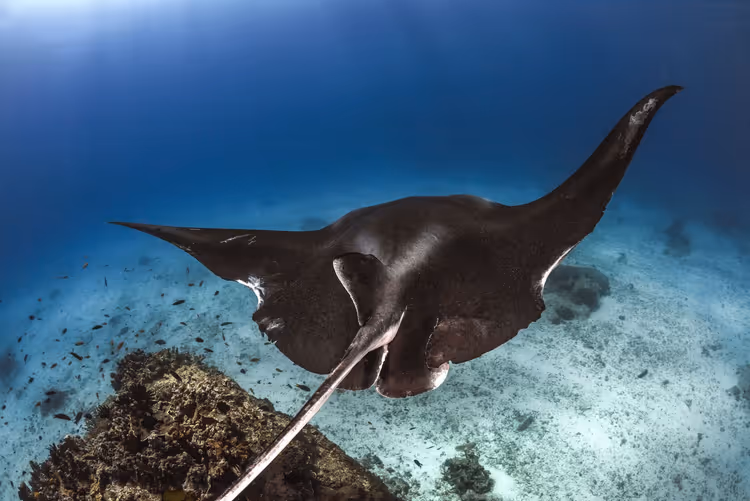 Mantarochen gleitet über sandigen Meeresboden und Korallen in klarem blauem Wasser auf den Malediven, von hinten gesehen
