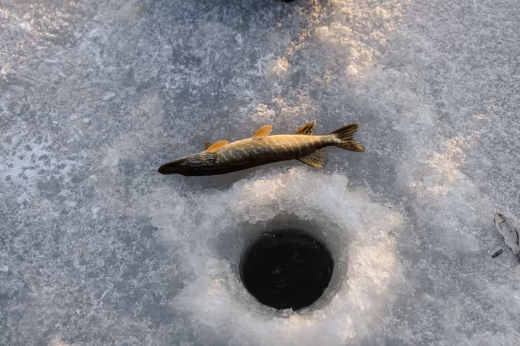 Snoek op het ijs bij een wak tijdens het ijsvissen in de winter