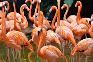 Schwarm leuchtend orange-rosa Flamingos steht dicht beieinander im flachen grünen Wasser eines Vogelparks in Singapur