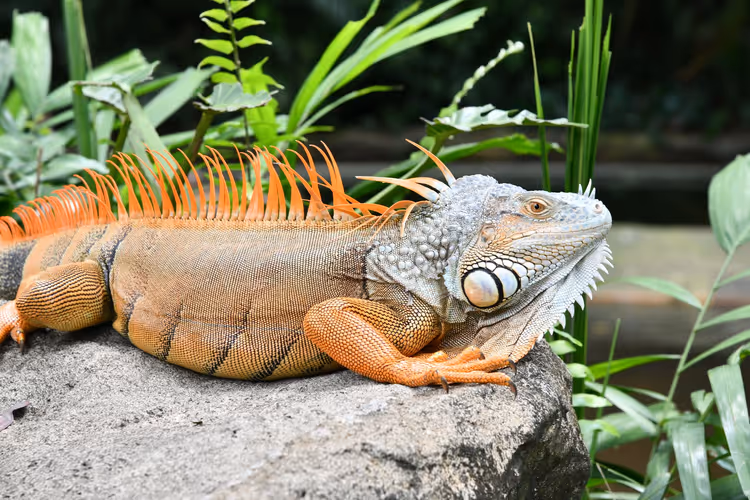 Orange-grauer Leguan mit Stachelkamm ruht auf einem Felsen zwischen tropischen grünen Blättern