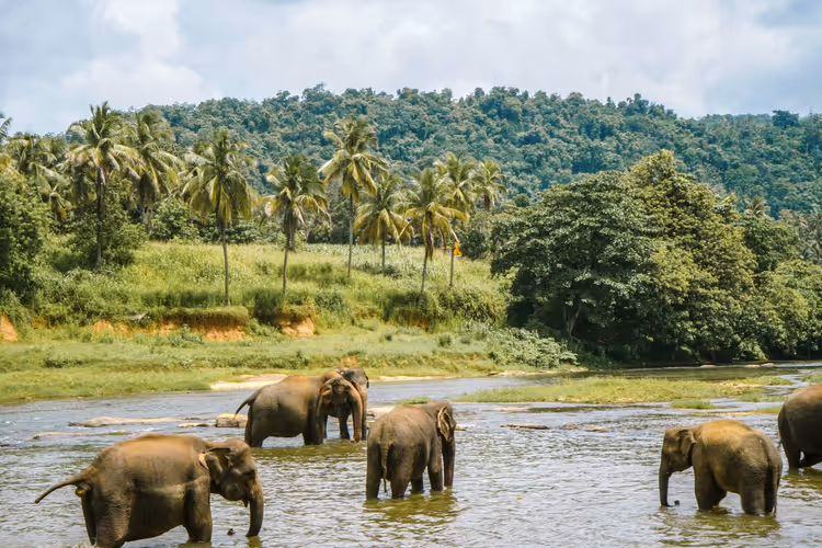 Éléphants traversant à gué une rivière peu profonde au pied de palmiers et d'une colline boisée au Sri Lanka
