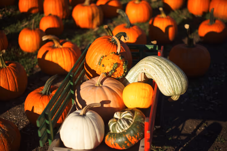 Lohnt es sich, im Oktober nach Salem zu fahren: Menschenmengen, Preise und Laubfärbung