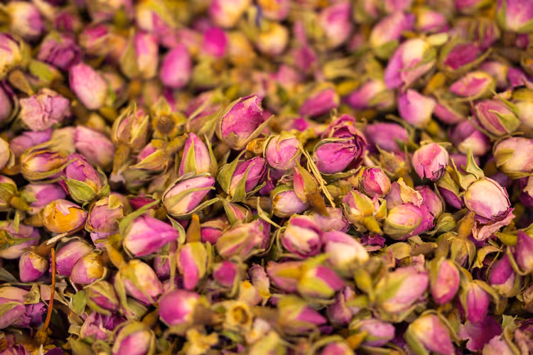 Tettpakkede rosa roseknopper nærbilde