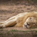 🦁 Hoedspruit Südafrika: Safari-Herz statt Küstenkulisse